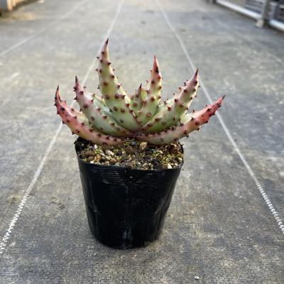 ふるさと納税 長与町 アロエ マルロシー 1株 Aloe marlothii