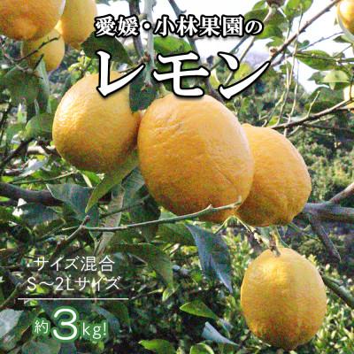 ふるさと納税 八幡浜市 愛媛県八幡浜市産 柑橘農家が育てたレモン 約3キロ[C24-40]