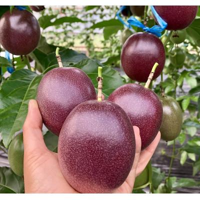 ふるさと納税 奄美市 [情熱のタマ]島の恵み 奄美パッションフルーツ1.5kg (18玉前後)