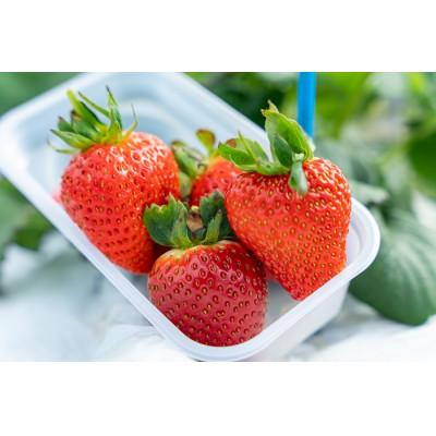 ふるさと納税 北広島町 [3・4月に利用可能]豊平どんぐり農園 いちご狩り入園券3枚セット(大人2名・小学生1名)