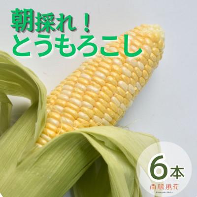 ふるさと納税 南アルプス市 [2026年発送先行予約]南アルプス市産朝採れとうもろこし 6本 AL