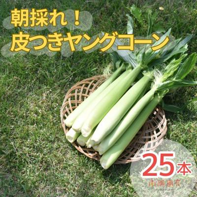 ふるさと納税 南アルプス市 [2026年発送先行予約]南アルプス市産朝採れ皮つきヤングコーン25本 AL