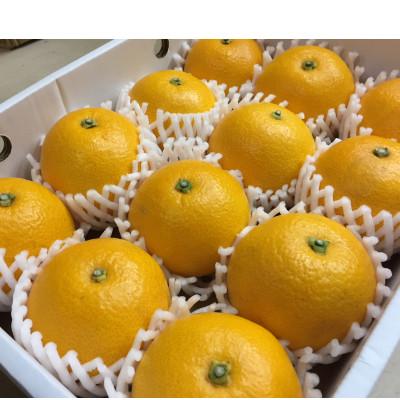 ふるさと納税 広川町 [まごころ手選別]和歌山産のはっさく化粧箱2Lサイズ12個入り