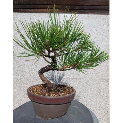 ふるさと納税 浅口市 クロマツ盆栽 1鉢[古城愛朋園]