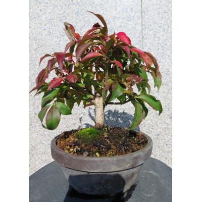 ふるさと納税 浅口市 ニシキギ盆栽 1鉢 [古城愛朋園]