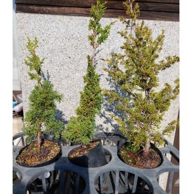 ふるさと納税 浅口市 シンパク 3本セット [古城愛朋園]