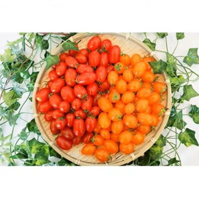 ふるさと納税 奄美市 あまみ産おやつトマト「野生の証明」約400g×1パック