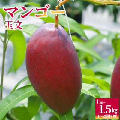 ふるさと納税 富津市 Alon Alon マンゴー(玉文)栽培期間中農薬不使用 1kg〜1.5kg BA-7
