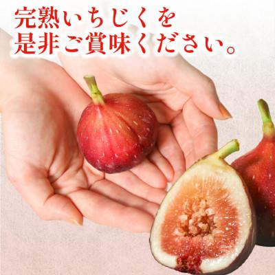 ふるさと納税 城陽市 完熟いちじく 約1.7kg (12〜32個目安) 5L〜Mサイズ |  | 02
