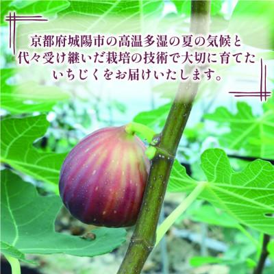ふるさと納税 城陽市 完熟いちじく 約1.7kg (12〜32個目安) 5L〜Mサイズ |  | 03
