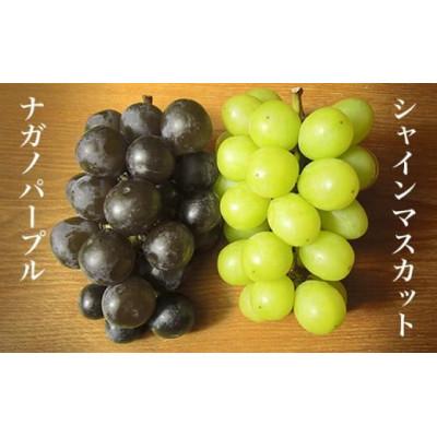 ふるさと納税 小布施町 【訳あり】シャインマスカット&ナガノパープル 約1.5kg 3〜5房 |  | 01