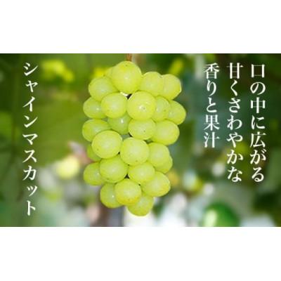 ふるさと納税 小布施町 【訳あり】シャインマスカット&ナガノパープル 約1.5kg 3〜5房 |  | 02