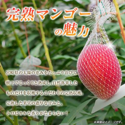 ふるさと納税 小林市 【ギフト・贈答】南国宮崎からお届け　完熟マンゴー2L×2個(小林市) |  | 01