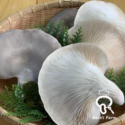 ふるさと納税 竜王町 滋賀県竜王町産ヘルシーきのこ「足太あわび茸」約150g×2袋