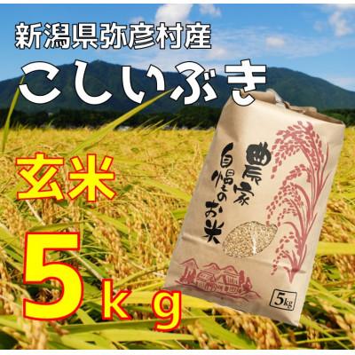 ふるさと納税 弥彦村 新潟県弥彦村石井農園 令和7年産 こしいぶき[玄米 5kg]