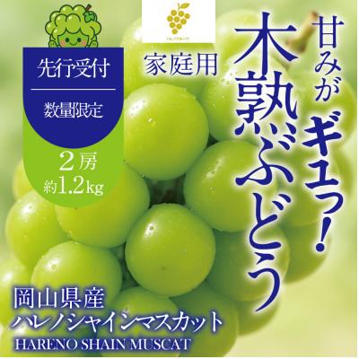 ふるさと納税 岡山市 先行予約 家庭用 木熟ぶどう ハレノシャイン シャインマスカット2房約1.2kg 10月〜11月発送