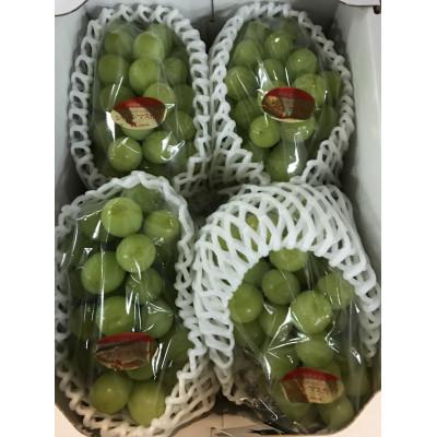 ふるさと納税 小豆島町 [8月31日(夏休み)までの期間限定企画!!]ご家庭用 シャインマスカット 約1.9kg