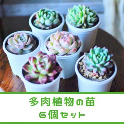 ふるさと納税 広川町 [plants funshop natur]多肉植物の苗 6個セット