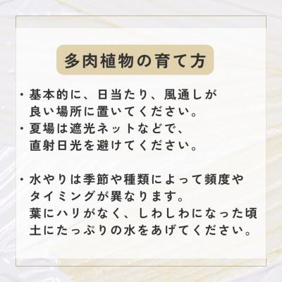 ふるさと納税 広川町 【plants funshop natur】多肉植物の苗 6個セット_1