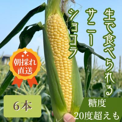 ふるさと納税 飯田市 生で食べられるサニーショコラ6本 約3kg