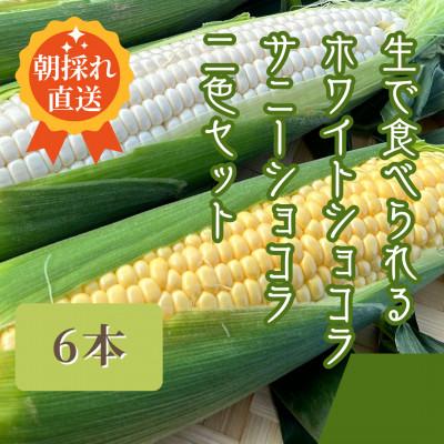 ふるさと納税 飯田市 生で食べられるサニーショコラ、ホワイトショコラ2色セット6本 約3kg