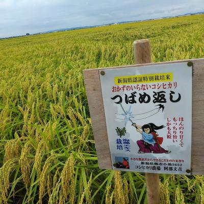 ふるさと納税 燕市 【8年産新米 先行予約】おかずのいらないコシヒカリ「つばめ返し」玄米 30kg 未検査米の画像