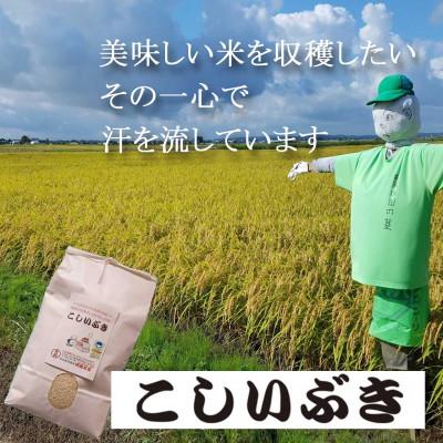 ふるさと納税 燕市 [8年産新米 先行予約]コシヒカリとはひと味違う美味しさ「こしいぶき」白米5kg