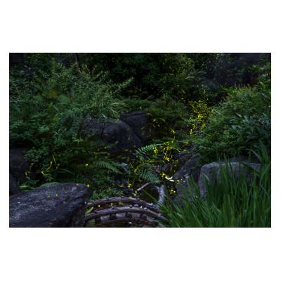 ふるさと納税 天理市 天理の風景5『 THE GARDEN OF DELIGHT 』A4額装プリント