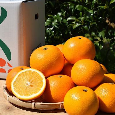 ふるさと納税 広川町 [まごころ手選別]和歌山産 八朔 8〜11玉(M〜2Lサイズ混合)[2027年1月中旬より順次発送]