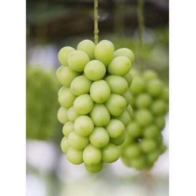 ふるさと納税 南陽市 冬のシャインマスカット 約1.3kg(2房〜3房)[S2055]