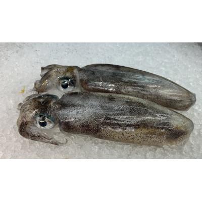 ふるさと納税 壱岐市 アオリイカ(水イカ)処理済み