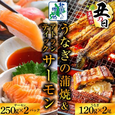ふるさと納税 泉佐野市 丑の日! 国産 有頭旨鰻 120g×2尾&amp;アトランティックサーモン 250g×2P 020C503d