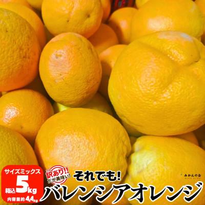 ふるさと納税 有田川町 訳あり バレンシアオレンジ 箱込5kg (内容量4.4kg) サイズミックス 和歌山県産