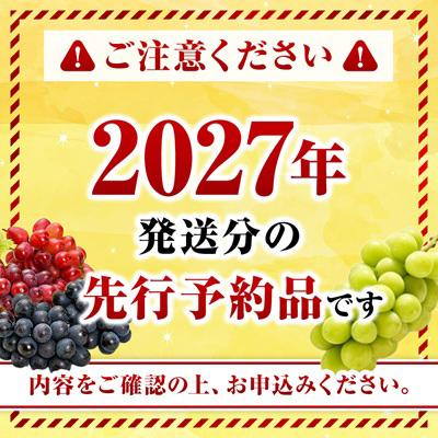 ふるさと納税 中野市 【2027年発送】訳ありシャインマスカット2房1kg以上　JA中野市から産直 |  | 01