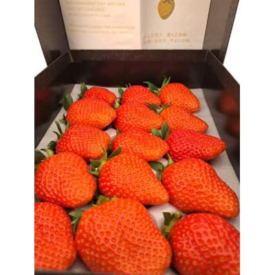 ふるさと納税 藤岡市 群馬県産 やよいひめ 厳選15粒 黒化粧箱入り プレミアムギフト