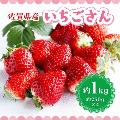 ふるさと納税 鳥栖市 佐賀県産いちごさん 約1kg(鳥栖市)
