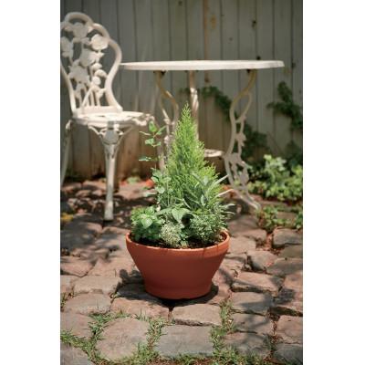 ふるさと納税 小山市 ハーブ寄せ植え