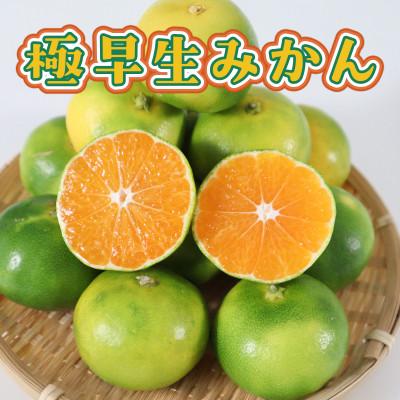 ふるさと納税 和水町 極早生みかん 約2.5kg(和水町)