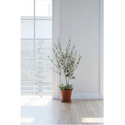 ふるさと納税 小山市 オリーブ陶器寄せ植え