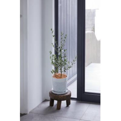 ふるさと納税 小山市 オリーブ(ハレー)