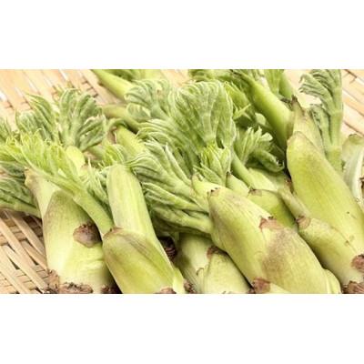 ふるさと納税 鏡石町 山菜の王様 鏡石の自然の恵み タラの芽 約400g(約50g×8)F6Q-469の画像