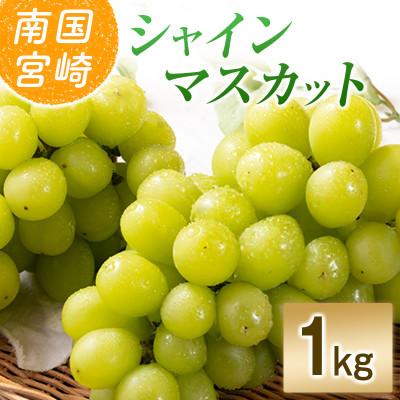 ふるさと納税 小林市 「豊かな自然が育む」小林市産シャインマスカット1kg(小林市)