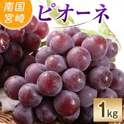 ふるさと納税 小林市 「豊かな自然が育む」小林市産ピオーネ 1kg(小林市)