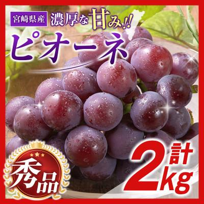 ふるさと納税 小林市 【2027年発送】【ギフト・贈答】ピオーネ 2kg(3房〜6房)(小林市) | 