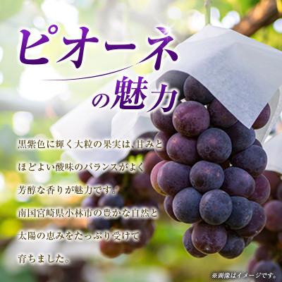 ふるさと納税 小林市 【2027年発送】【ギフト・贈答】ピオーネ 2kg(3房〜6房)(小林市) |  | 01