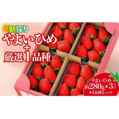 ふるさと納税 前橋市 2026年群馬県いちご品評会金賞やよいひめと厳選1品種 280g×計4パック