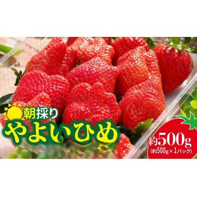 ふるさと納税 前橋市 2026年群馬県いちご品評会金賞やよいひめ 500g×1パック こだわりの味、甘さ、香りが強いいちご
