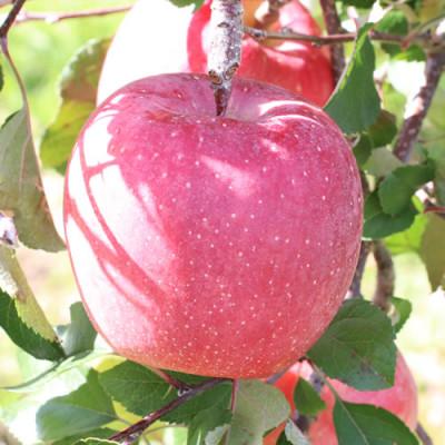 ふるさと納税 豊丘村 [長野県産]サンふじ(約3kg)秀品