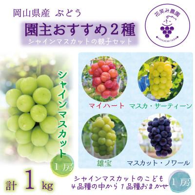 ふるさと納税 新庄村 [2026年先行受付]岡山 花笑み農園のブドウ『園主おすすめシャイン親子セット』