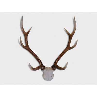 ふるさと納税 藤岡市 天然鹿角オブジェ(約70cm・約2kg)